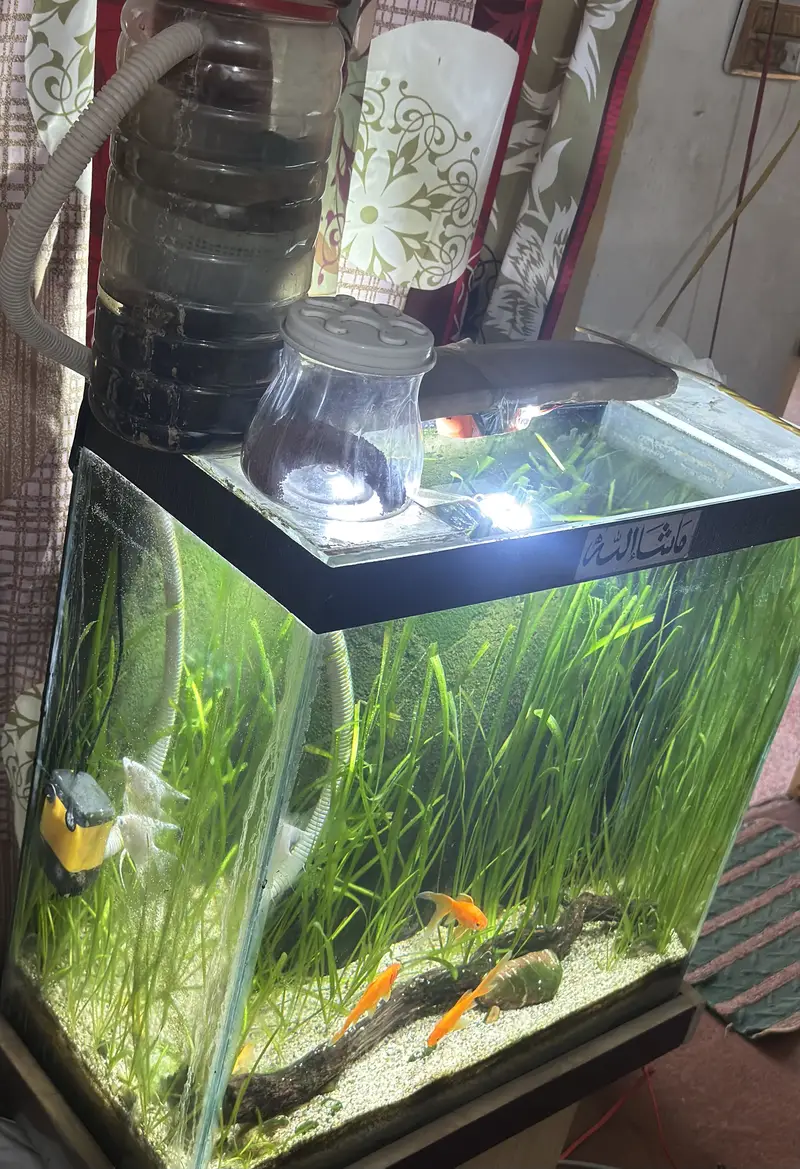 Complete Natural Planted Aquarium Setup For Sale — photo 8