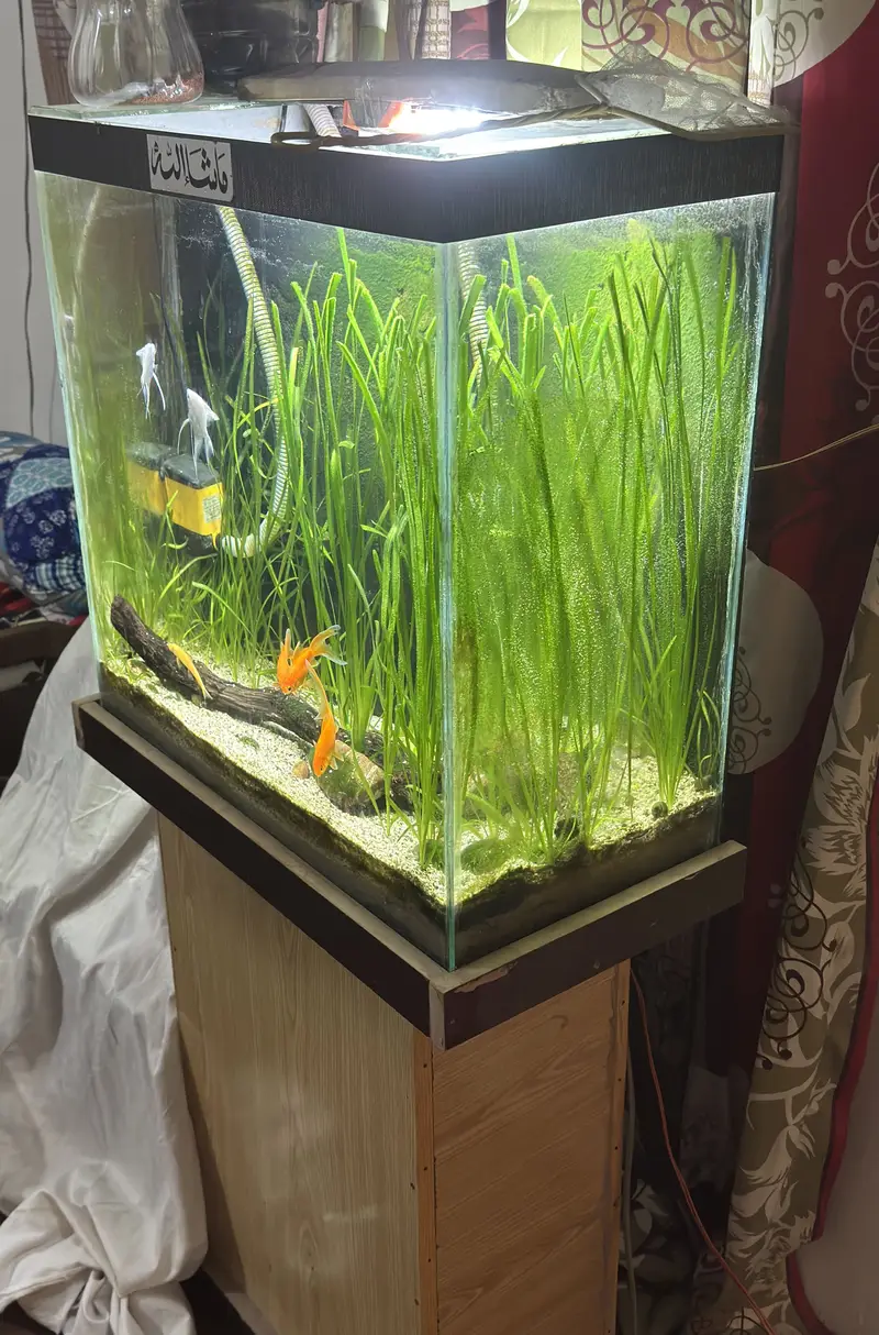 Complete Natural Planted Aquarium Setup For Sale — photo 9