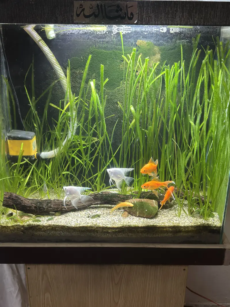 Complete Natural Planted Aquarium Setup For Sale — photo 11