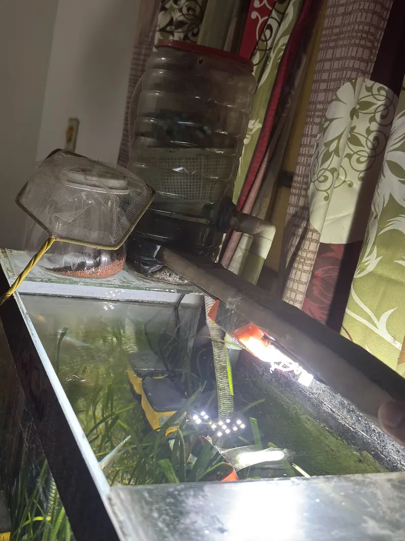 Complete Natural Planted Aquarium Setup For Sale — photo 12