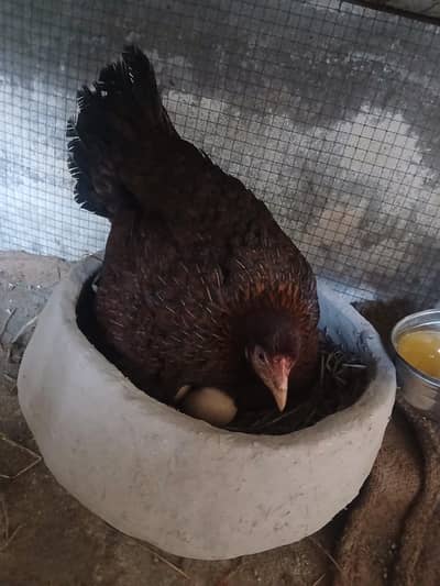 kruk female available