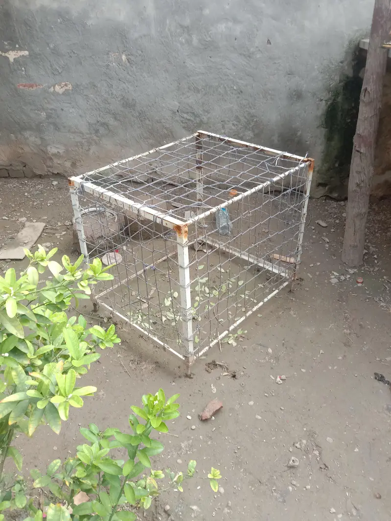 tukra . Hens — photo 2