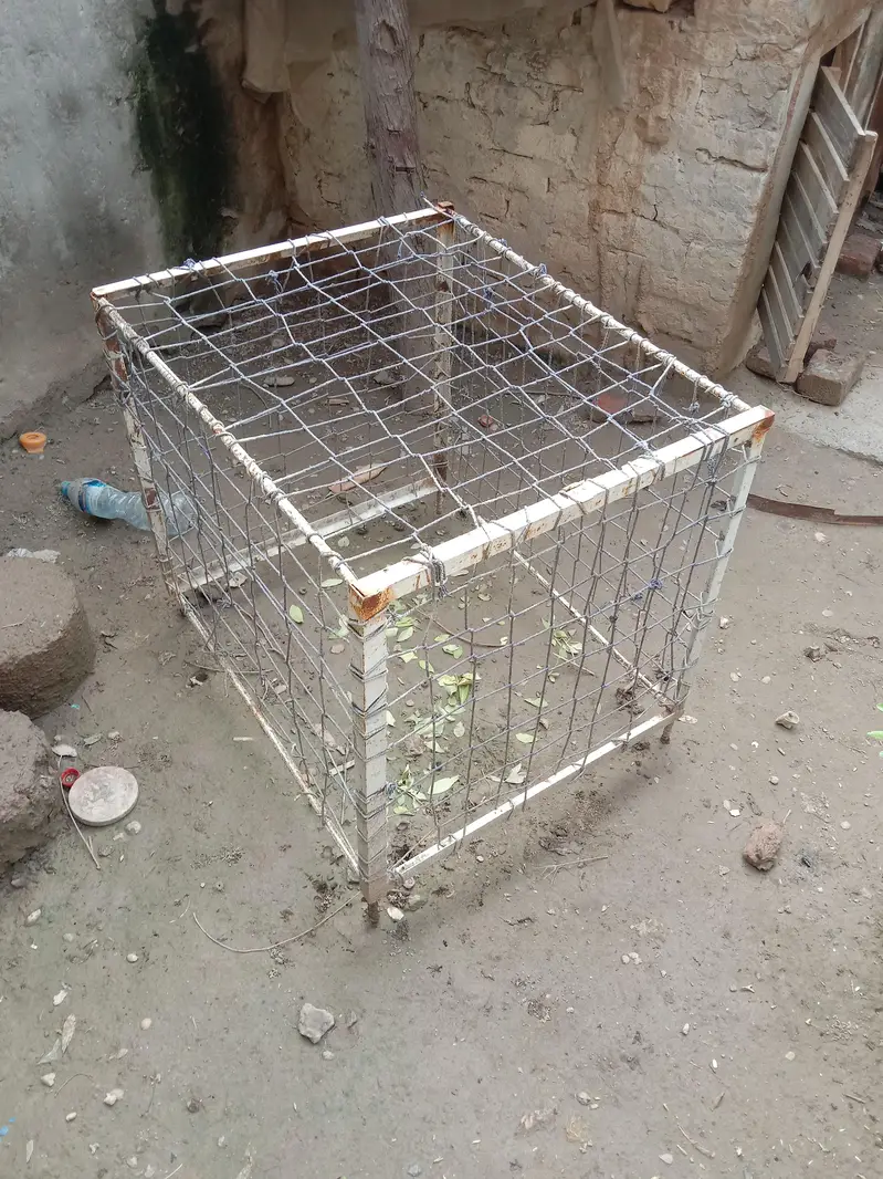 tukra . Hens — photo 3