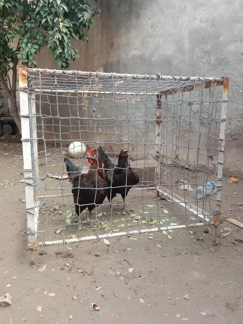 tukra . Hens — photo 4