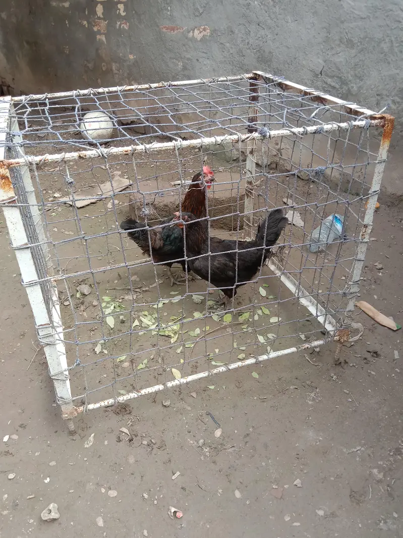 tukra . Hens — photo 5