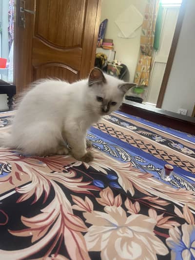 persian kitten available
