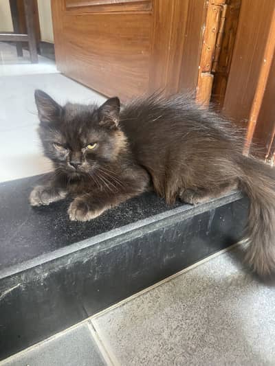 persian kitten available