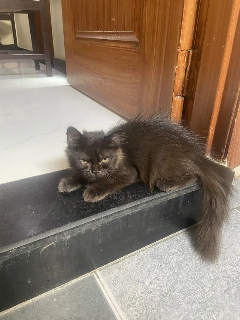 persian kitten available — photo 3