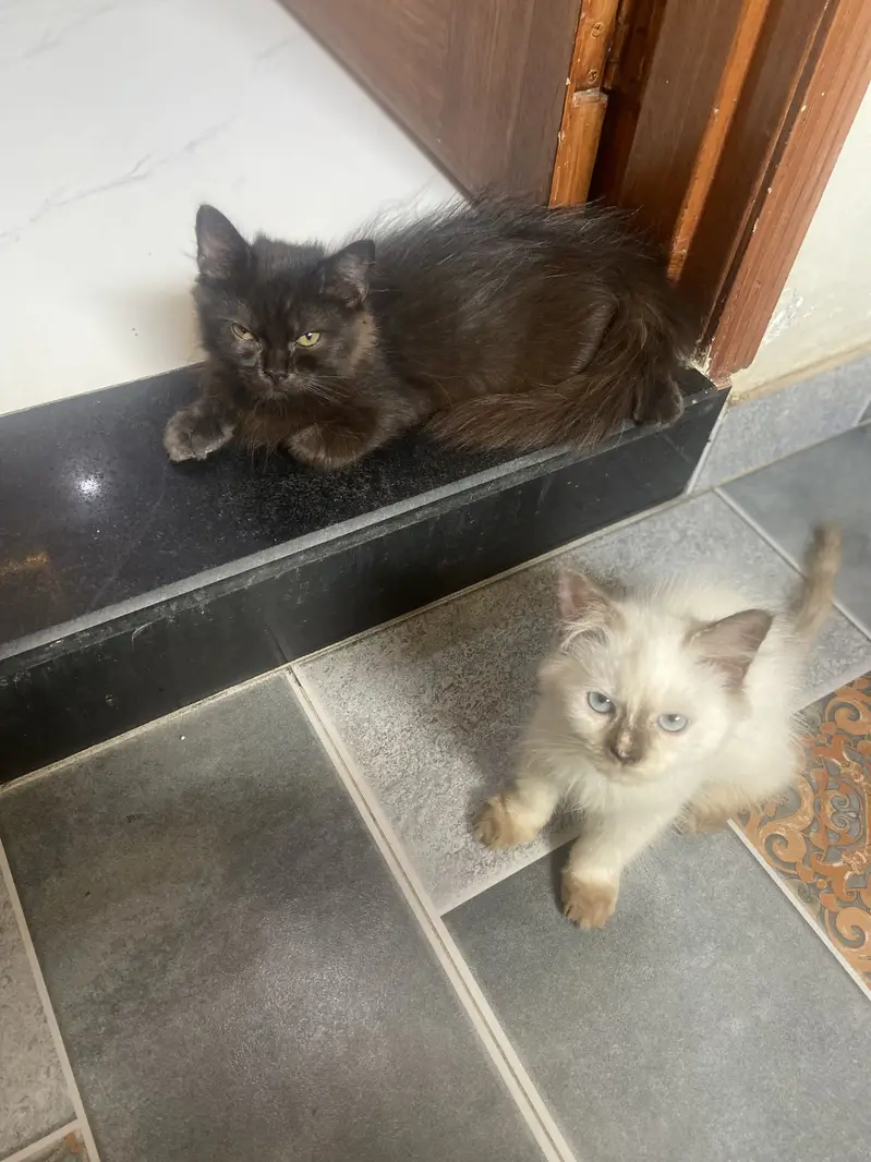 persian kitten available — photo 4