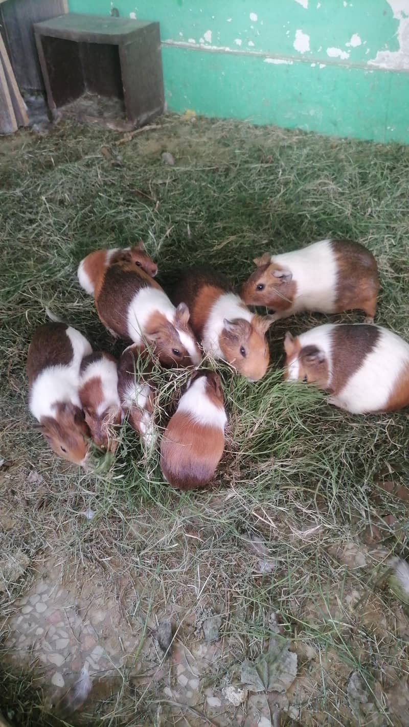Guinea pigs 7