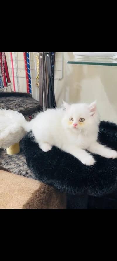 persian cat for sale