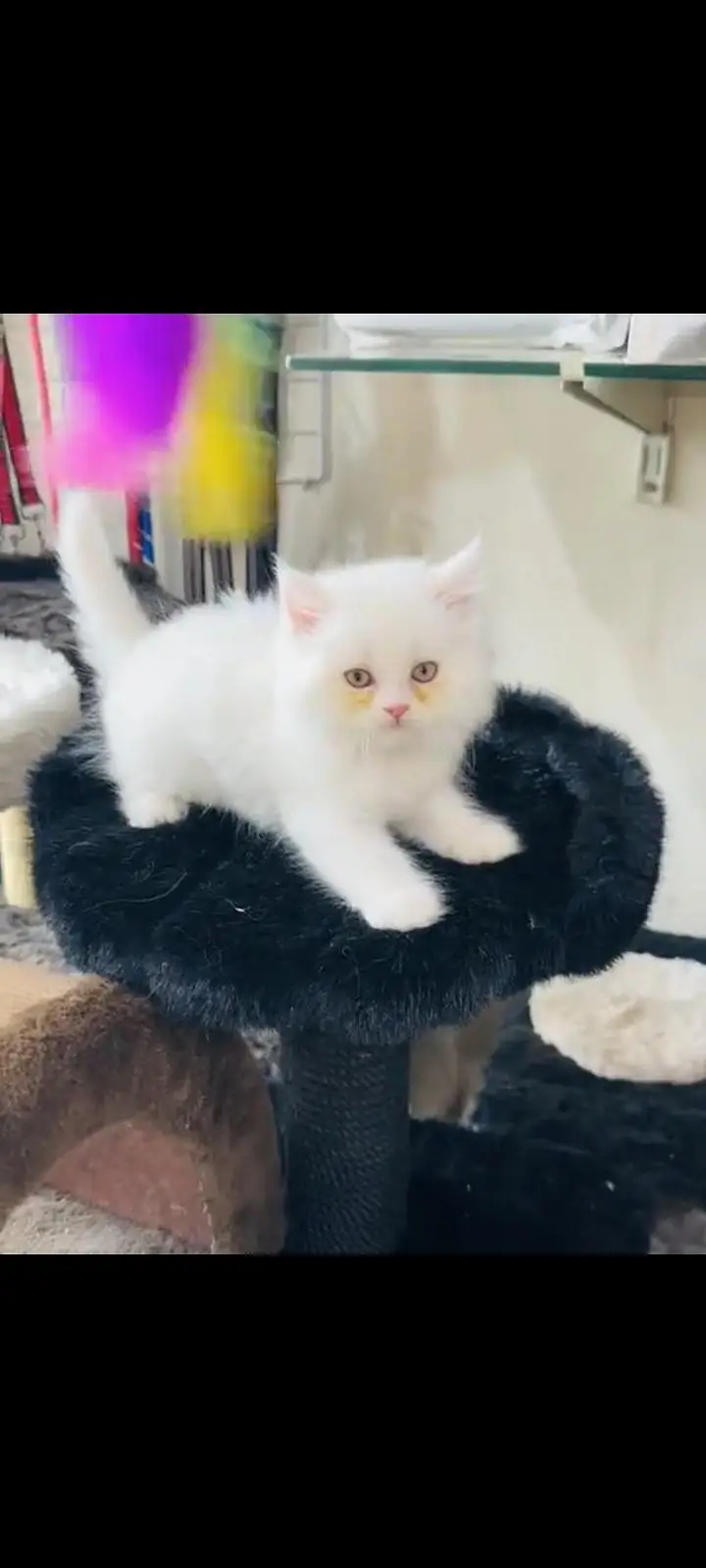 persian cat for sale — photo 2