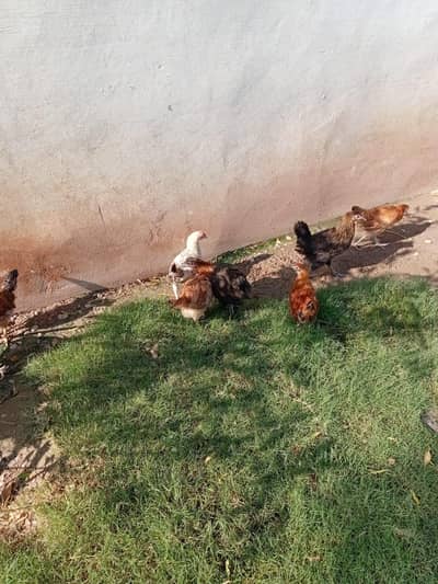 Golden misri for sale