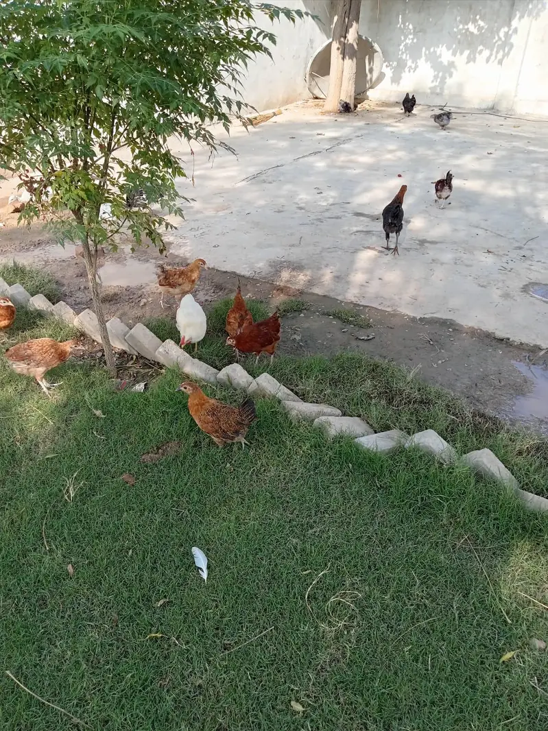 Golden misri for sale — photo 2
