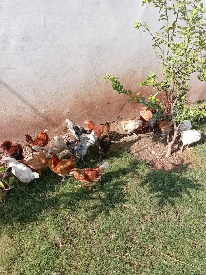 Golden misri for sale — photo 4