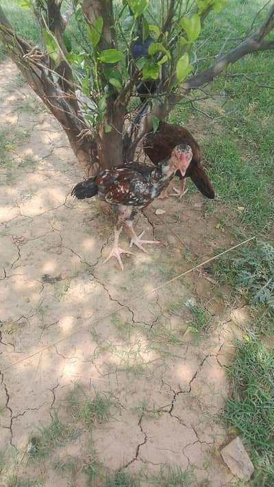 Asseel high quality birds
