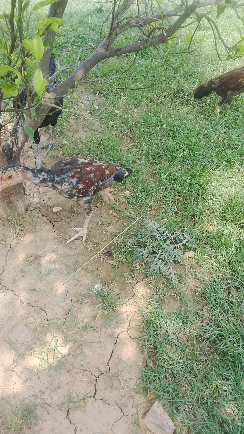 Asseel high quality birds — photo 2