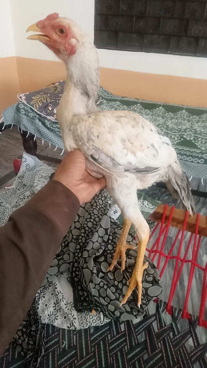 Asseel high quality birds — photo 3