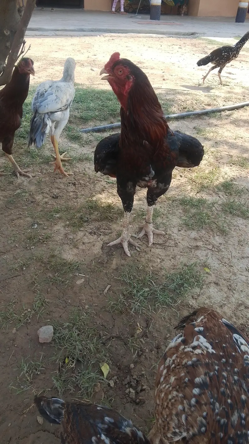 Asseel high quality birds — photo 4