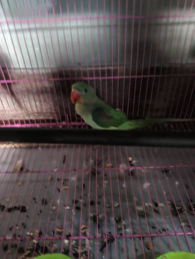 Parrot sale
