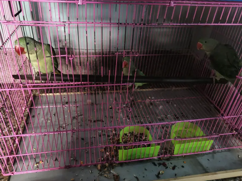 Parrot sale — photo 2