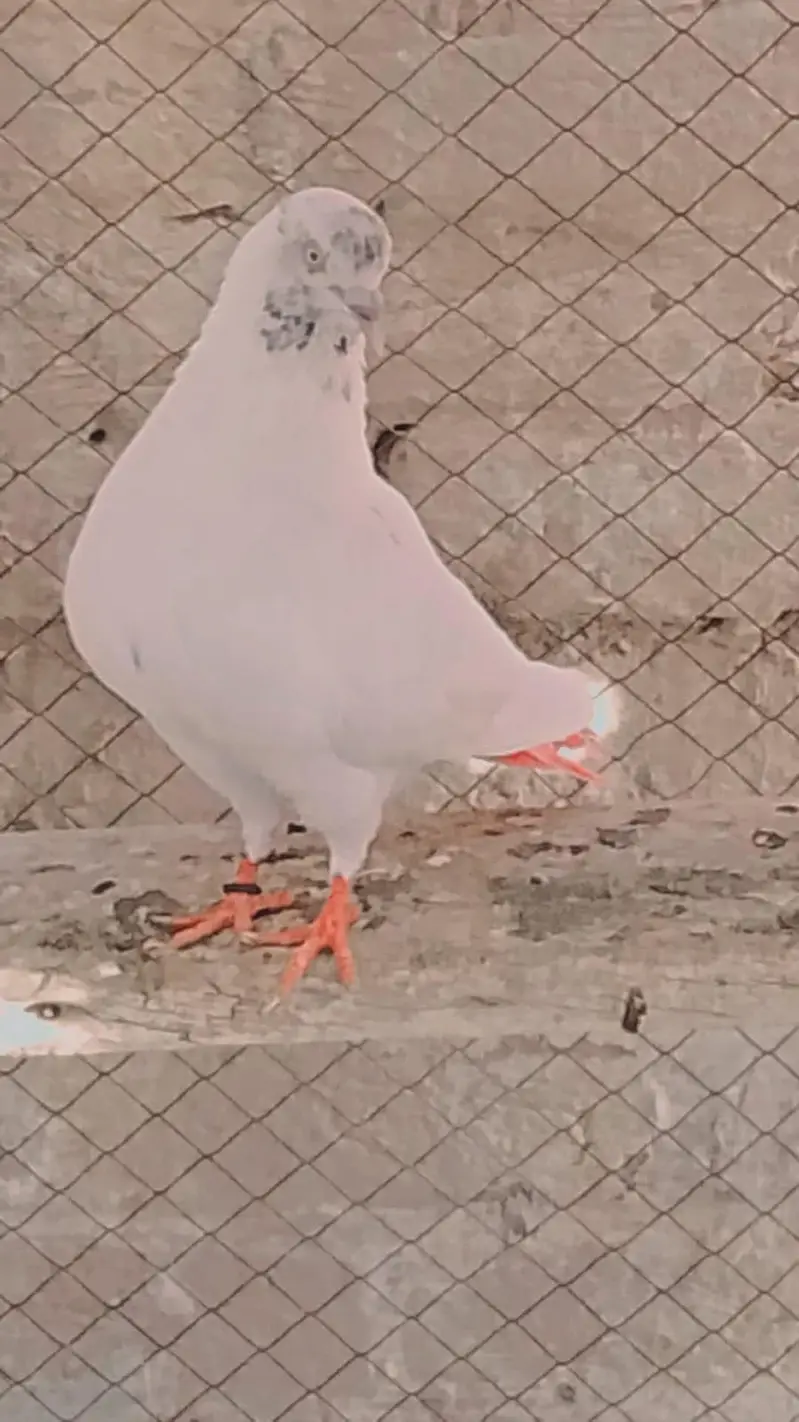 Best quality
