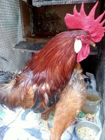 Golden buff pair for sale