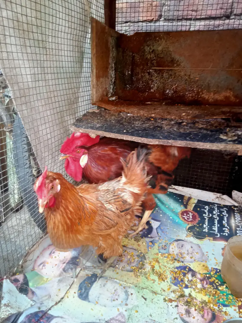Golden buff pair for sale — photo 2