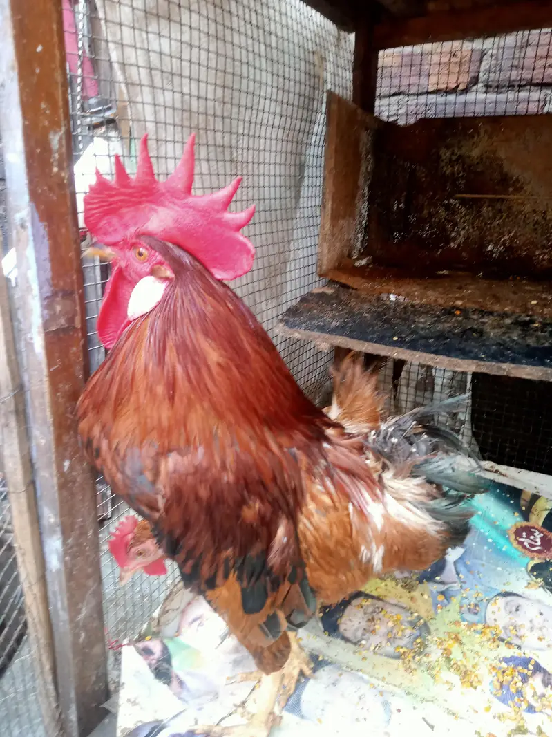 Golden buff pair for sale — photo 3