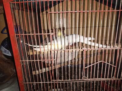 Urgently for sale best Dreder Pair