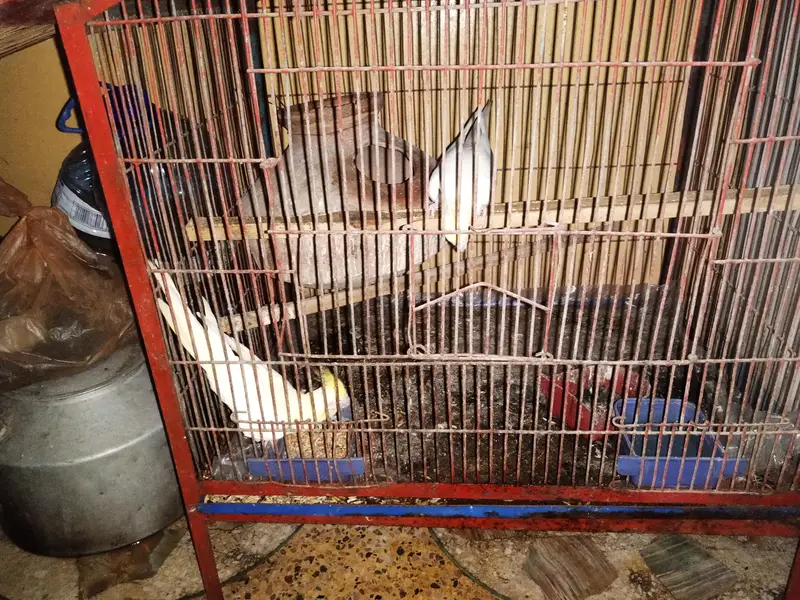 Urgently for sale best Dreder Pair — photo 2