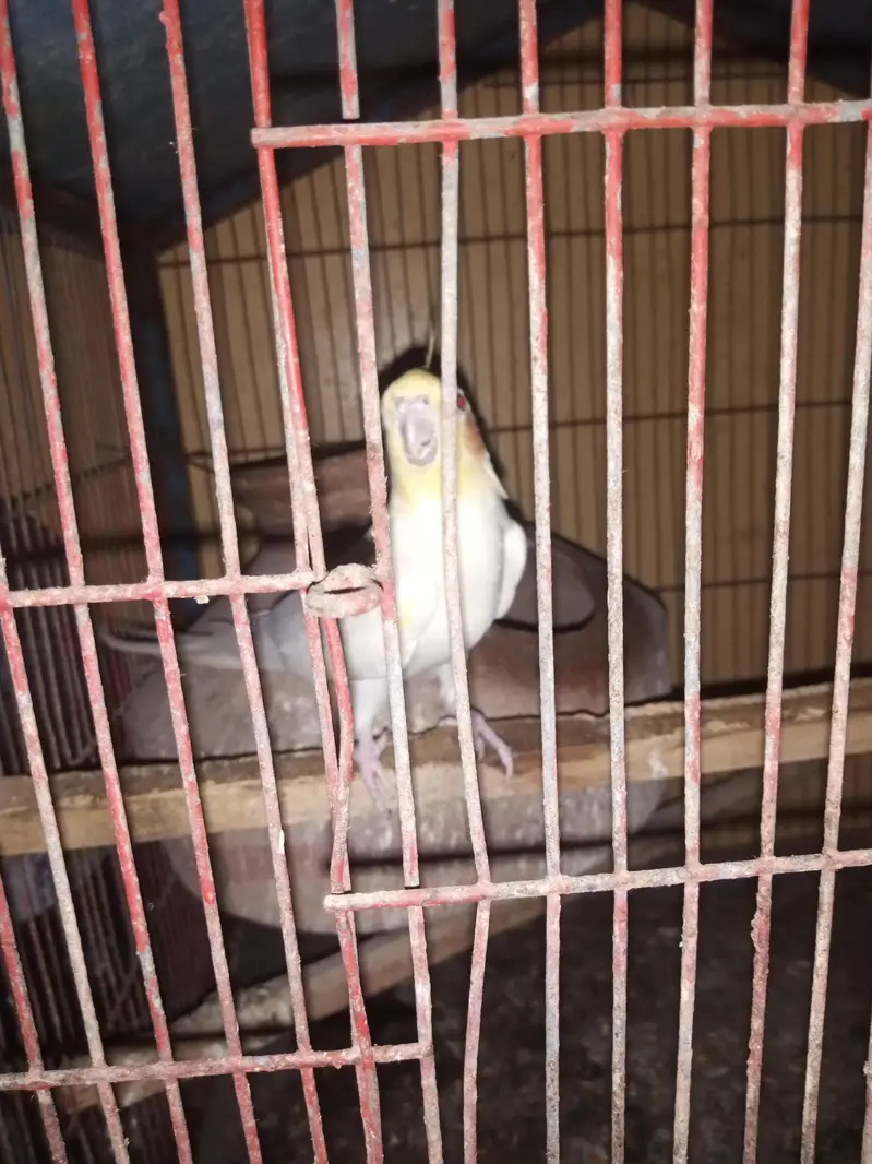 Urgently for sale best Dreder Pair — photo 3