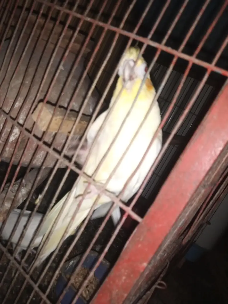 Urgently for sale best Dreder Pair — photo 4