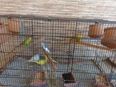 parrots