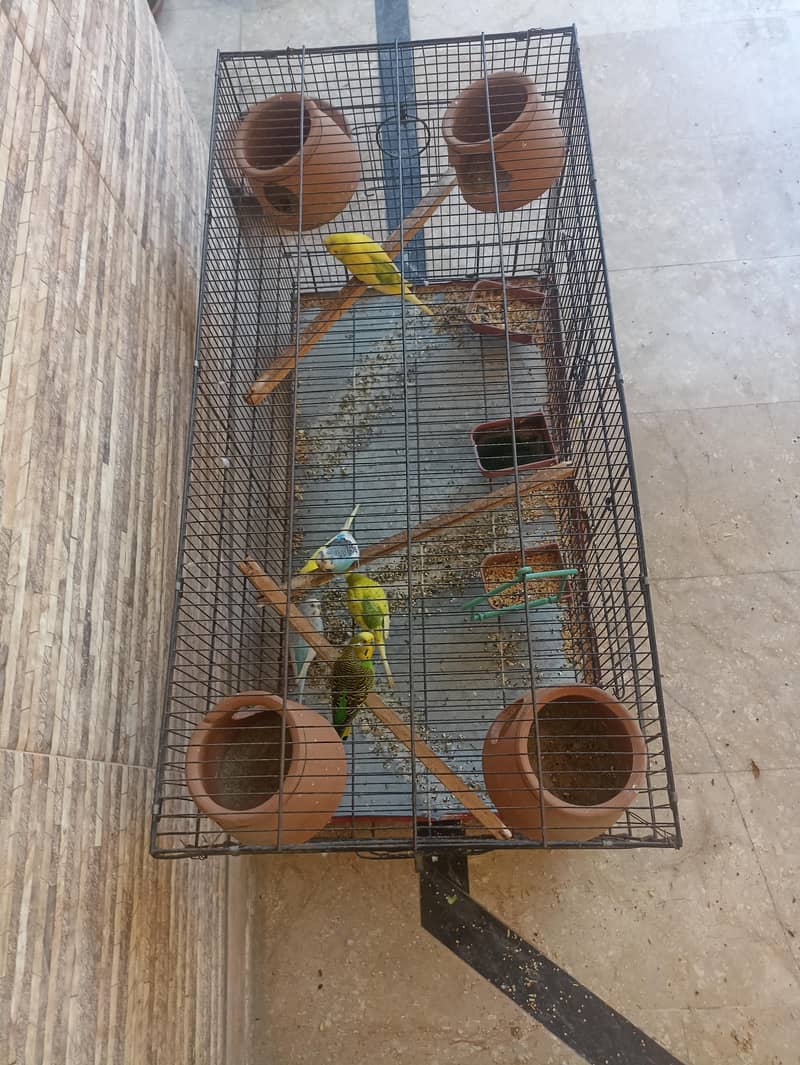 parrots 1