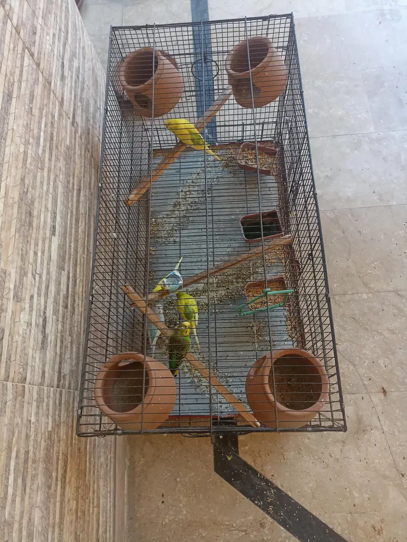parrots — photo 2
