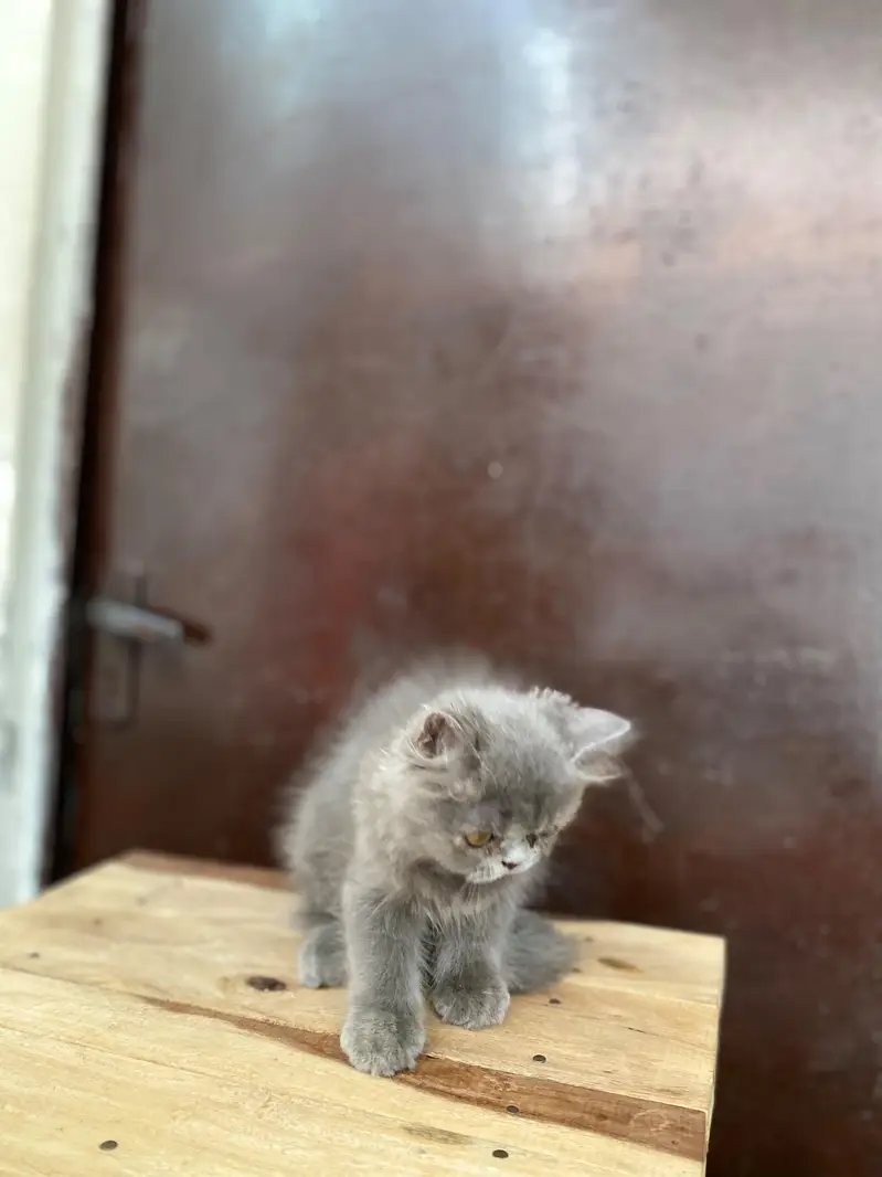 Punch grey kitten for sale — photo 3