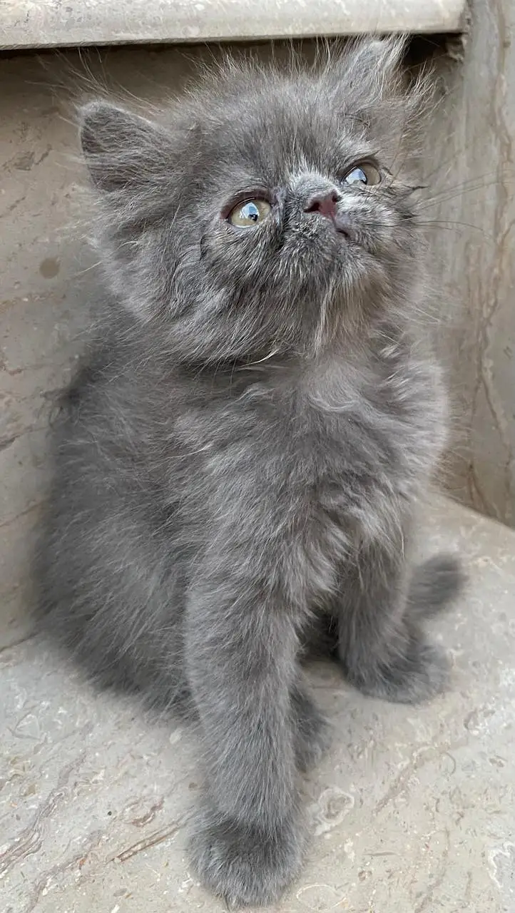 Punch grey kitten for sale — photo 5