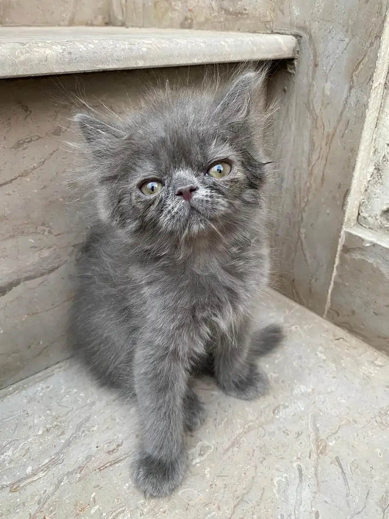 Punch grey kitten for sale — photo 6