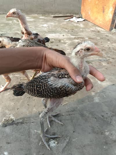 for sale