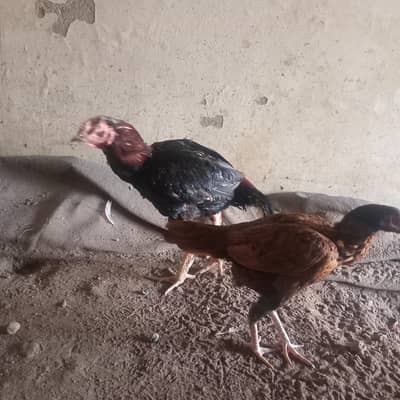 Shyamu murga urgent for sale