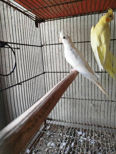 Cocktail Pair Available