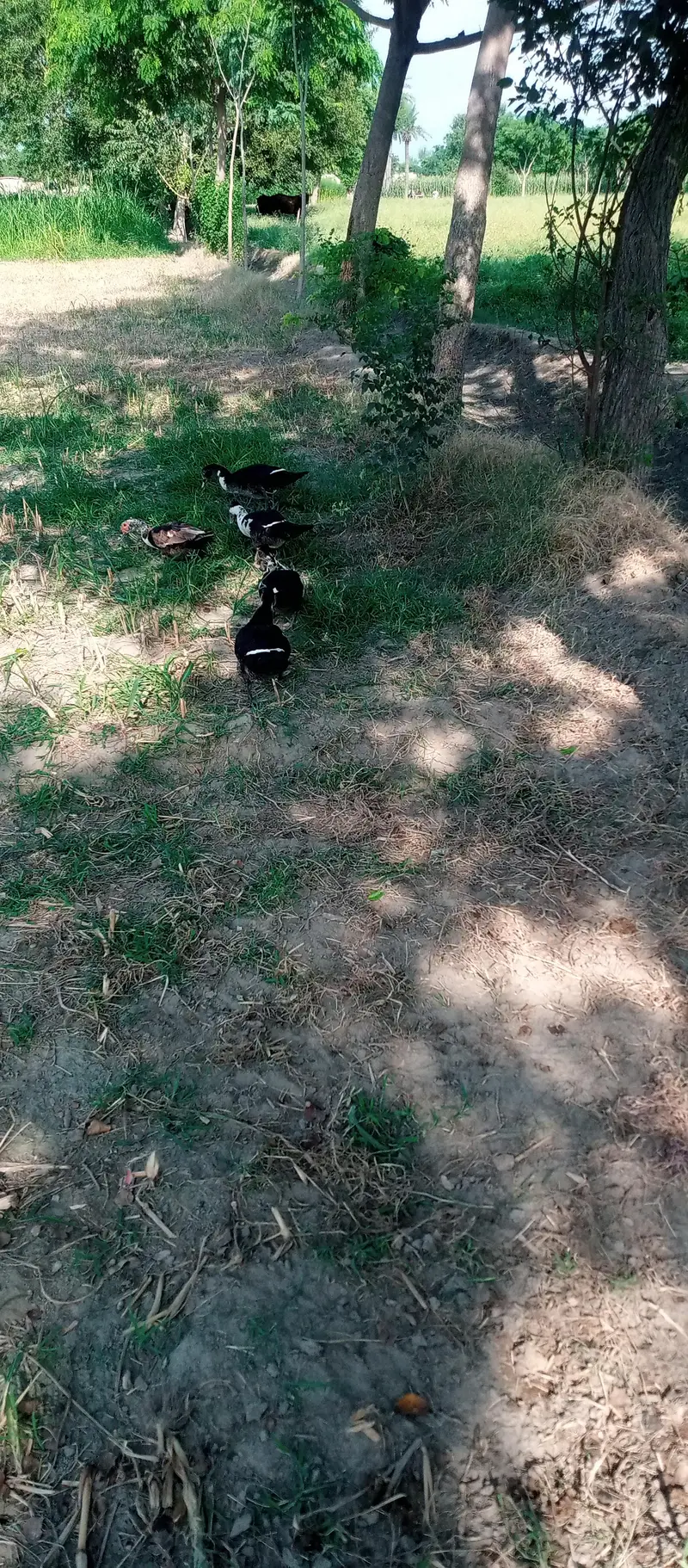 Muscovy Ducks