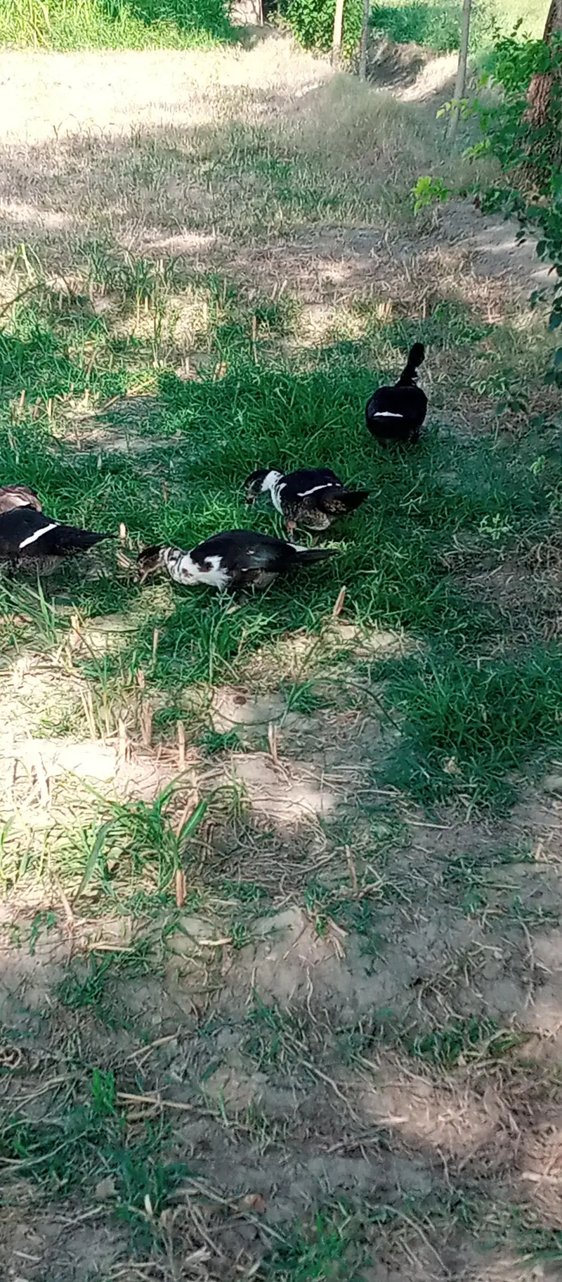 Muscovy Ducks — photo 2