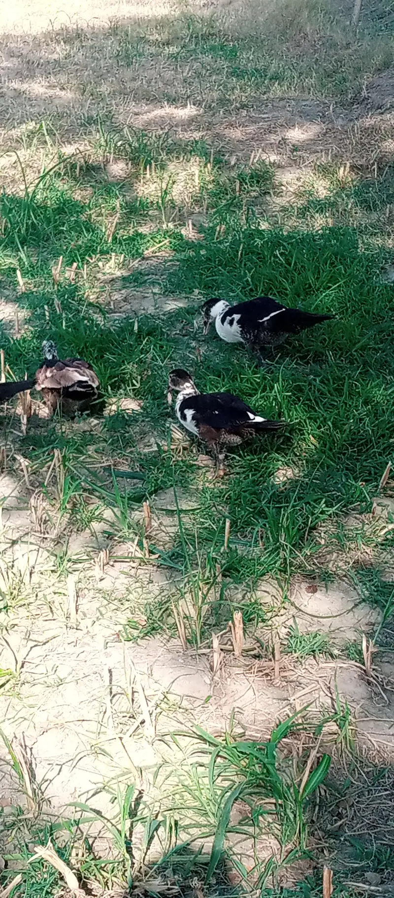 Muscovy Ducks — photo 3