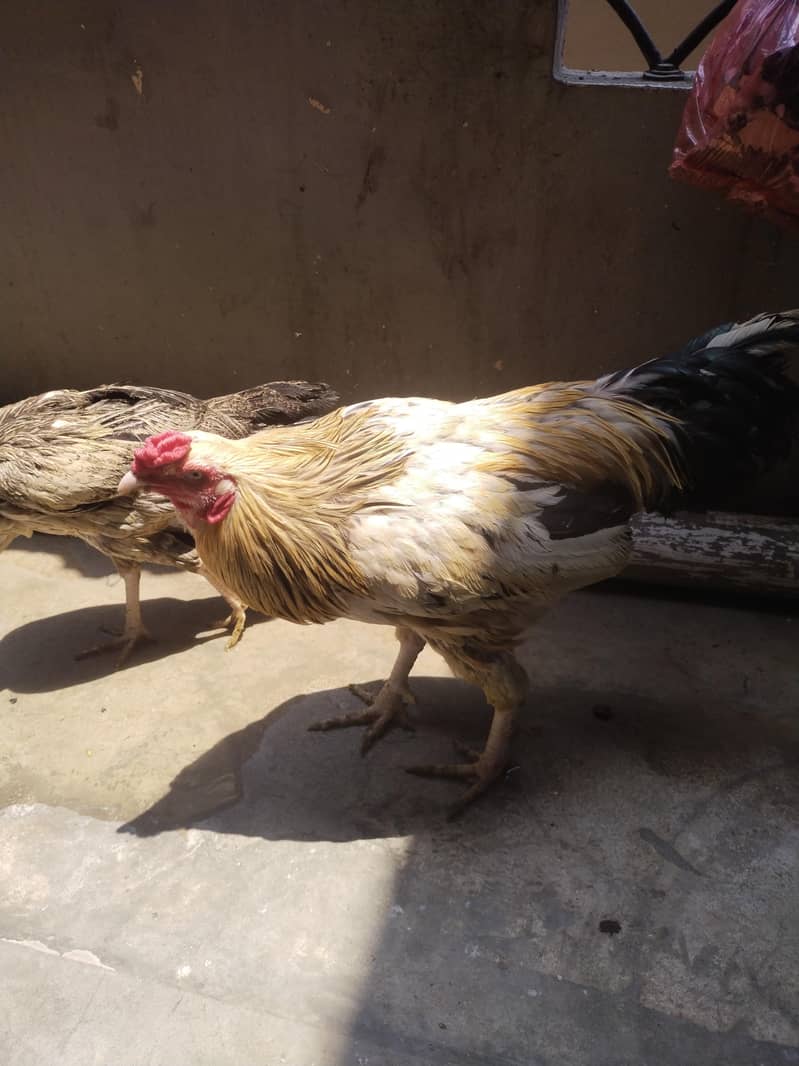 aseel pair 3