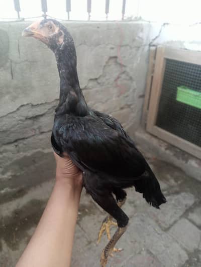Pakoy aseel madi long hight