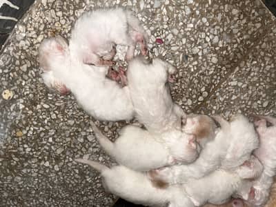 Whole family with 9 babies kitten