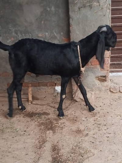 Bakra for sale