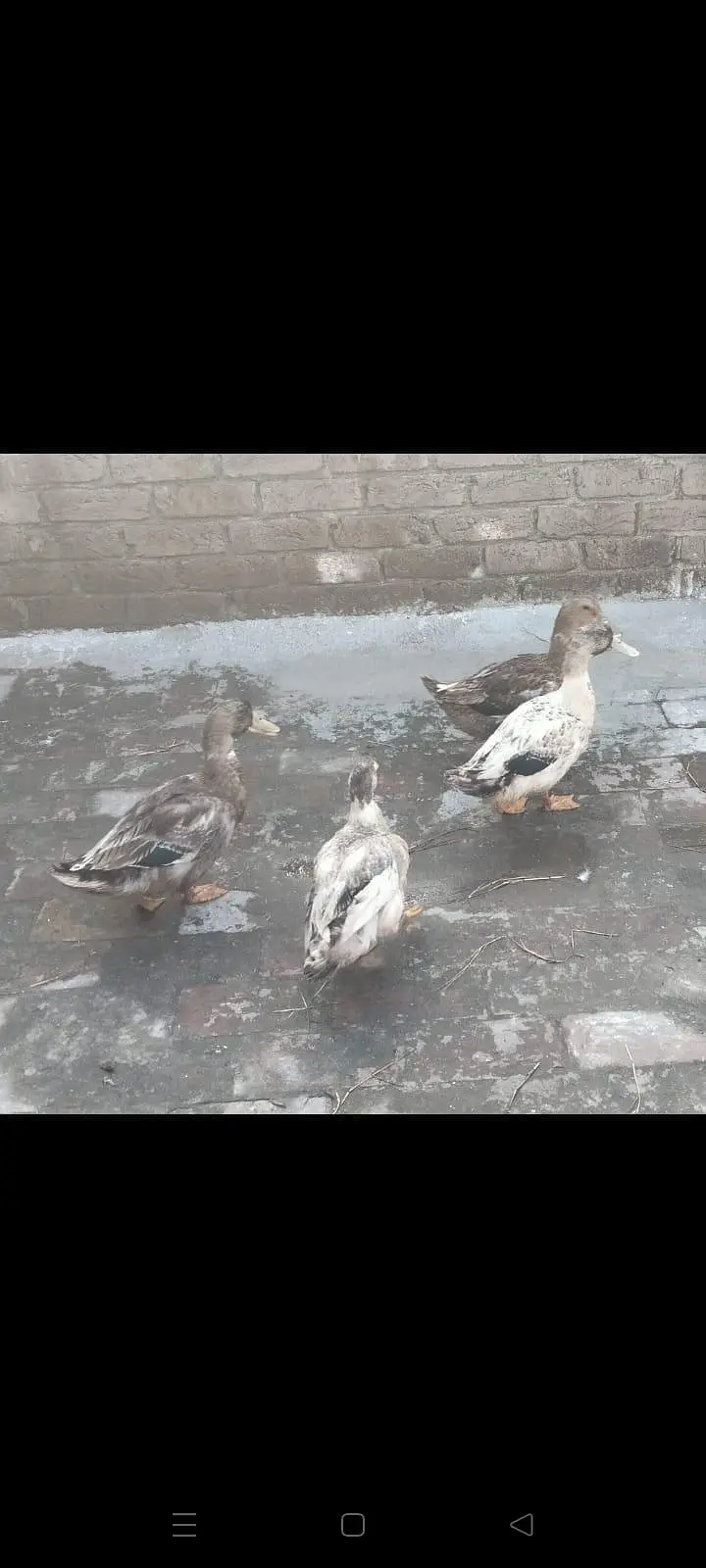 Ghar ki breed 4 duks — photo 2